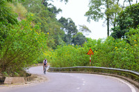 Đến Tản Viên sơn ngắm hoa báo đông