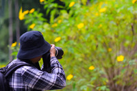 Đến Tản Viên sơn ngắm hoa báo đông