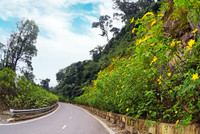 Đến Tản Viên sơn ngắm hoa báo đông