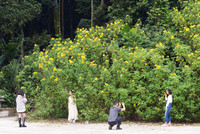 Đến Tản Viên sơn ngắm hoa báo đông