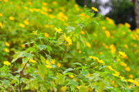 Đến Tản Viên sơn ngắm hoa báo đông