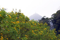 Đến Tản Viên sơn ngắm hoa báo đông