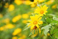 Đến Tản Viên sơn ngắm hoa báo đông