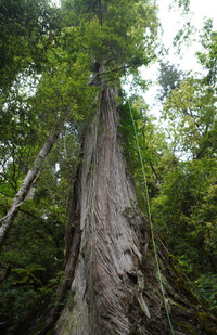 Phát hiện cây khổng lồ ở hẻm núi sâu nhất thế giới