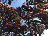 Mùa xuân lên đỉnh Fansipan 