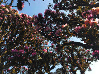 Mùa xuân lên đỉnh Fansipan 