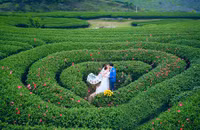 Ngắm đồi chè Mộc Châu từ “mắt đại bàng”