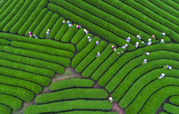 Ngắm đồi chè Mộc Châu từ “mắt đại bàng”