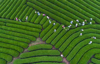 Ngắm đồi chè Mộc Châu từ “mắt đại bàng”