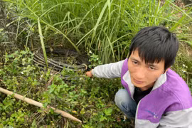 Cắt trộm dây điện của hệ thống đèn chiếu sáng công cộng