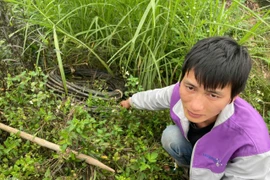 Cắt trộm dây điện của hệ thống đèn chiếu sáng công cộng