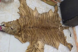  2 đối tượng tiêu thụ da hổ bị bắt giam