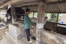 Truy bắt thành công đối tượng trộm ngựa bạch