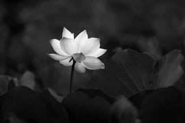 Tin buồn: Đồng chí Đại tá Trần Quang Huy từ trần