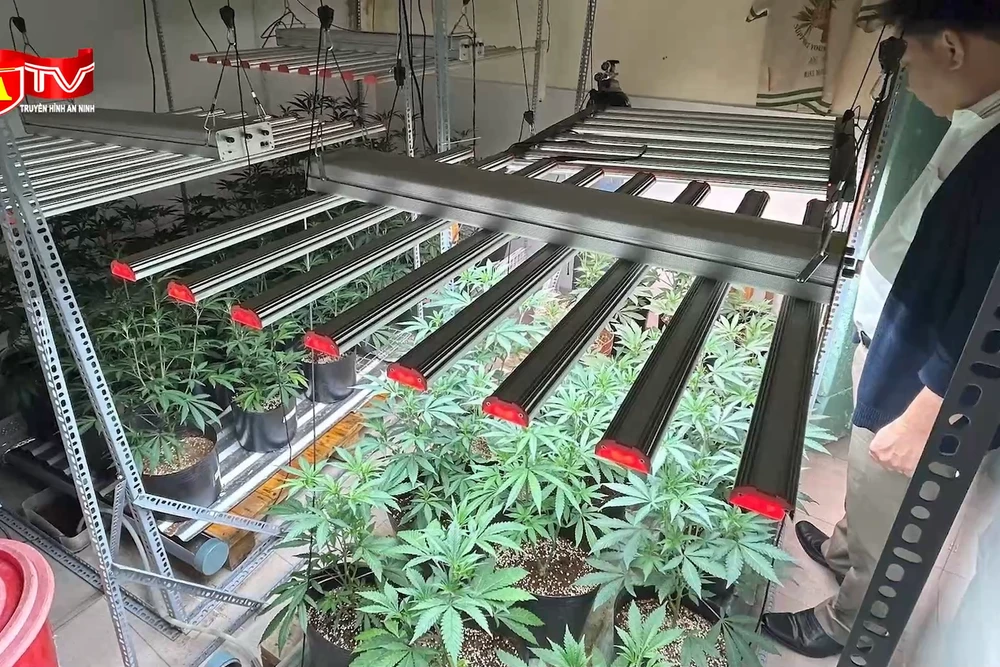 Nam thanh niên lập "trang trại" cần sa quy mô lớn tại nhà, bật đèn và điều hòa 24/24h