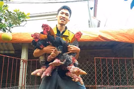 Nuôi gà cũng có thể thành triệu phú