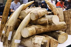 Hà Nội tịch thu 343 đoạn ngà voi châu Phi không giấy tờ