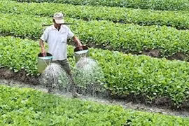 Bộ Y tế yêu cầu làm rõ vụ cung cấp rau "bẩn" cho 7 trường tiểu học