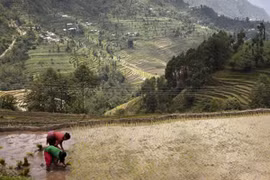 Lúa chống biến đổi khí hậu