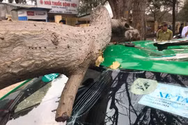 Cành cây gãy đè bẹp nóc xe taxi