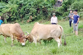 Ngăn bò chọi nhau, người phụ nữ bị húc thủng bụng