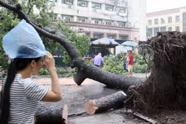 Xà cừ cổ thụ bật gốc, đổ chắn ngang đường Triệu Quốc Đạt