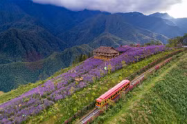 Miễn phí tàu hỏa Mường Hoa Sa Pa cho du khách Hà Nội, Quảng Ninh, Hải Phòng, Hải Dương
