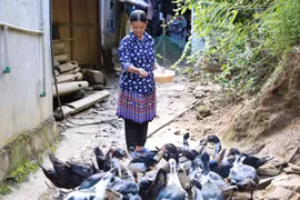 Đổi thay tích cực nhờ vốn vay không lãi suất cho phụ nữ có hoàn cảnh khó khăn tại Lào Cai