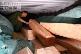 Hà Tĩnh: Bắt xe container chở sắn khô "cõng" theo gỗ lậu