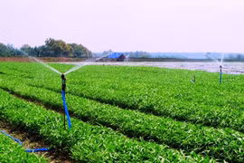 Vingroup ra mắt mẻ rau sạch đầu tiên