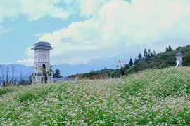 Ngẩn ngơ mùa hoa tam giác mạch Tây Bắc