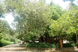 Công nhận 13 cây di sản