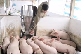 Thương lái Trung Quốc ồ ạt mua lợn mỡ: Bất thường, nhiều rủi ro