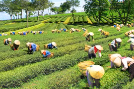 Mượt mà đồi chè Đắk Nông