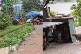Khu đô thị mới tăng gia trồng rau, nuôi gà