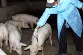 Nam Định đang "nóng" về dịch lợn tai xanh