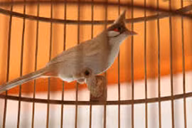Cướp chim vì quá đẹp
