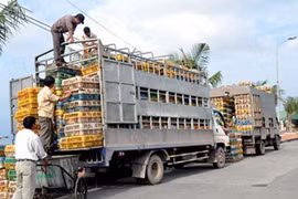 Gà “nội” vẫn ế ẩm