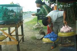 Nguy cơ rừng sạch chào mào vì “bay” hết về phố