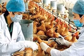 Chưa phát hiện virus cúm A/H7N9 ở Việt Nam