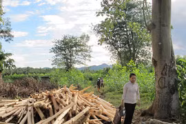 Thu hồi đất hương hỏa của dân để…phân lô, bán nền (!)