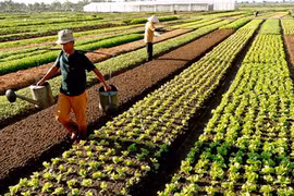 Rót vốn cho nông thôn