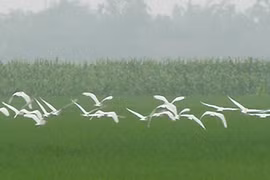 Những kẻ lãng mạn