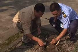 Bắt gọn 3 tên cướp gỗ sưa
