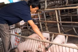 Tư thương lũng đoạn giá thịt lợn 