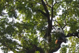 Ai quản lý hoa trái phố phường?