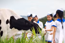 Rạng rỡ vươn cao Việt Nam