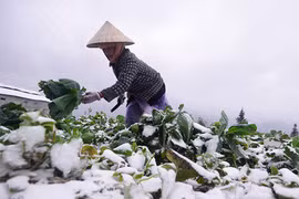 Sa Pa lạnh dưới 5 độ C, xuất hiện băng giá và sương muối