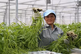 Liên kết nông dân với thị trường để có nông sản sạch