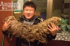 Đào được củ khoai "lạ" khổng lồ nặng hơn 16kg!
